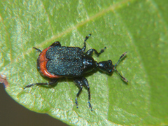 Allapoderus rubriventris