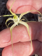 Caladenia polychroma