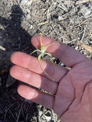 Caladenia polychroma