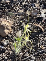 Caladenia polychroma