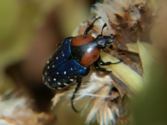 Leucocelis puncticollis
