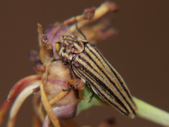 Alissoderus vittatus