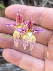 Caladenia × spectabilis