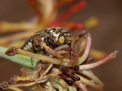 Alissoderus vittatus