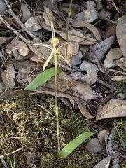Caladenia barbarossa
