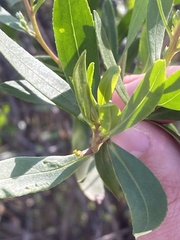 Myoporum tetrandrum