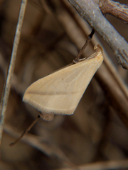 Rhodometra sacraria