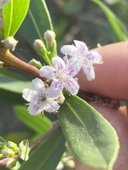 Myoporum tetrandrum