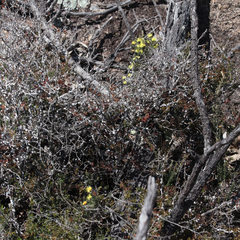 Phebalium graniticola