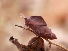 Lobosceliana loboscelis