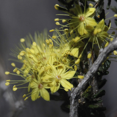 Phebalium graniticola