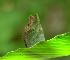 Dophla evelina