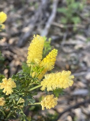 Acacia drummondii