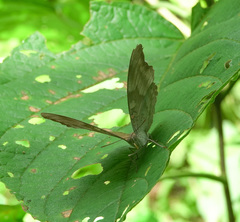 Dophla evelina