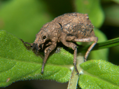 Microcerus