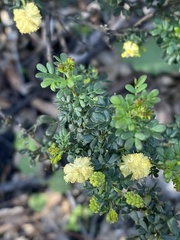 Acacia drummondii