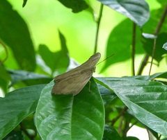 Dophla evelina
