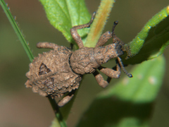 Microcerus