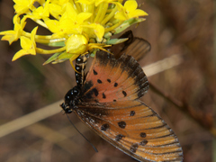 Thomisus daradioides
