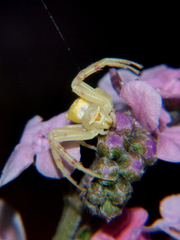 Thomisus daradioides