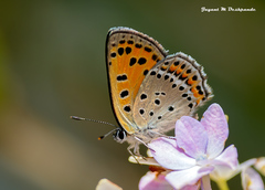Lycaena panava