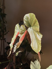 Begonia lucerna