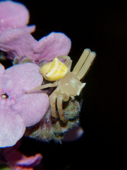 Thomisus daradioides