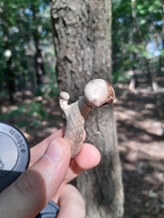Cortinarius torvus