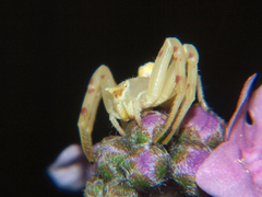 Thomisus daradioides