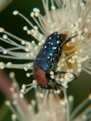 Leucocelis puncticollis