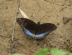 Lexias dirtea