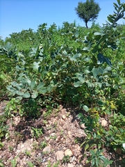 Detarium microcarpum