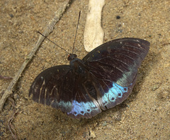 Lexias dirtea