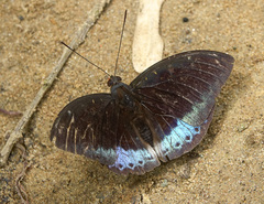 Lexias dirtea