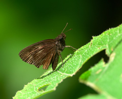 Ancistroides nigrita