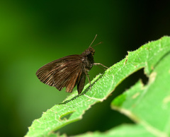 Ancistroides nigrita