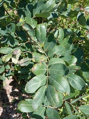 Detarium microcarpum