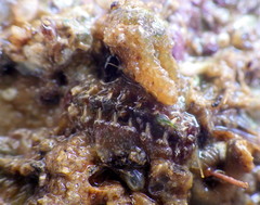 Acanthochitona