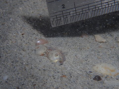 Sepiadarium austrinum