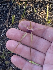 Caladenia heberleana
