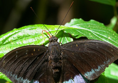 Lexias dirtea