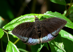 Lexias dirtea