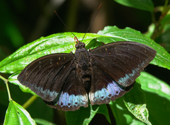 Lexias dirtea