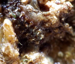 Acanthochitona