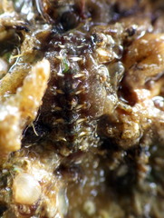 Acanthochitona