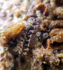 Acanthochitona