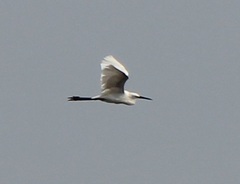Egretta garzetta nigripes