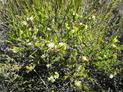 Lachnaea glomerata