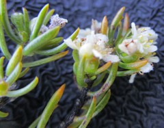 Lachnaea glomerata