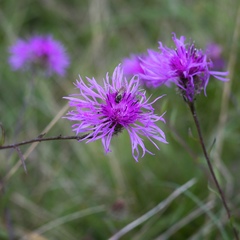 Centaurea × moncktonii